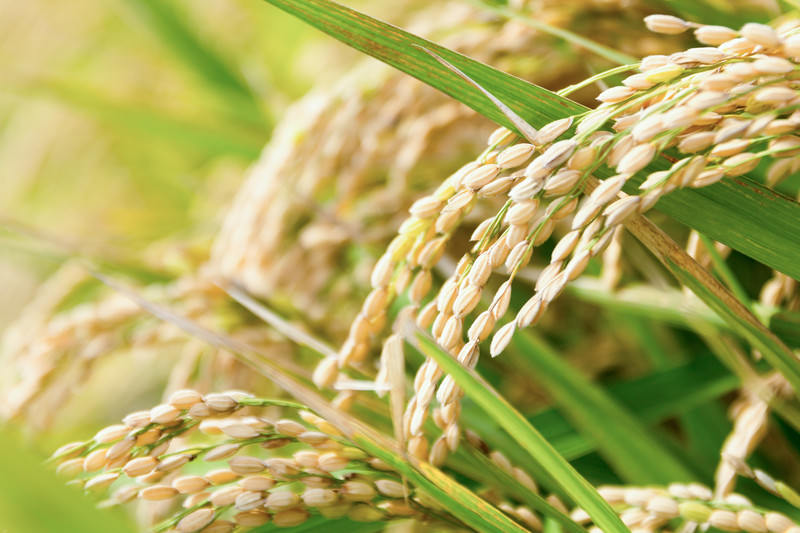 稲作で実った米