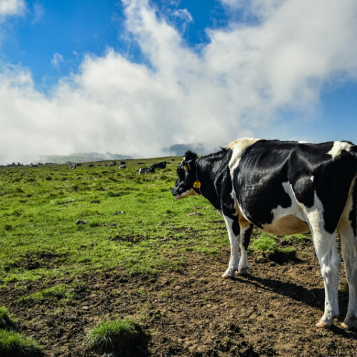 牧場で快適に過ごす牛