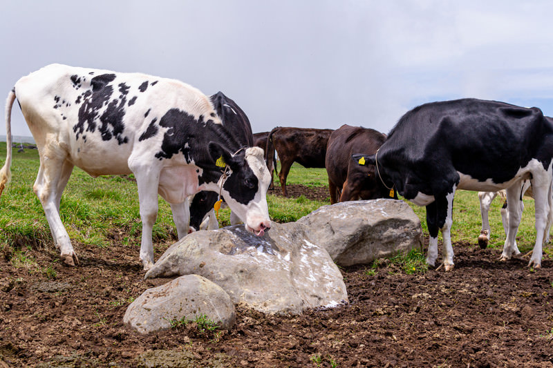 牧場で岩を舐める牛